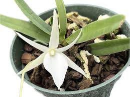 Image result for Angraecum minus