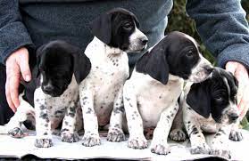 Pointer Puppies Ross On Wye Herefordshire Pets4homes Pointer Puppies English Pointer Puppy English Pointer Dog