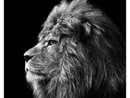 Us uk l/100km km/l g/100mi uk g/100mi km/g uk km/g mi/l. Lion Bilder Myposter Motivwelt