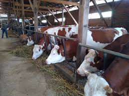 Oferim spre vanzare atat vaci gestante, juninci, tauri, cat si animale pentru sacrificare. BÄƒlÈ›ata RomaneascÄƒ CaÈ™tigÄƒ Teren In FaÈ›a Raselor Bovine StrÄƒine Stiri Din Mures Stiri Targu Mures Liderul Presei Muresene