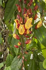 Image result for Thunbergia mysorensis