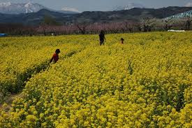 Snowy Mountains and Cherry Blossoms in Spring | Special | Go! Nagano