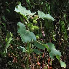 Image result for Xanthium