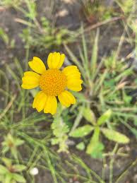 Image result for Glebionis