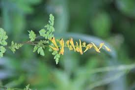 Image result for Corydalis mildbraedii