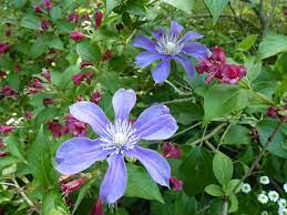 Arabella is my favorite clematis of the 50 clematis varieties in my zone 4 garden. File Clematis Integrifolia Arabella 02 Jpg Wikimedia Commons