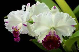 C Ida Elizabeth Patrick Cattleya Orchid Photo Orchids