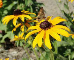 Maryland native flowers for pollinators. Pollinator Gardens University Of Maryland Extension