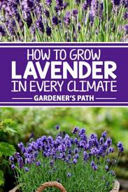 How To Grow Lavender In Every Climate Garden Hacks Growing Lavender Lavender Climates
