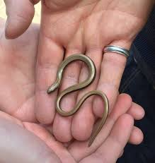 Baby Slow Worm Slow Worm Cute Snake Weird Animals