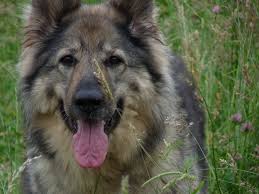 Welcome to imladris shiloh shepherds. The Shiloh Shepherd Complete Breed Guide Animal Corner