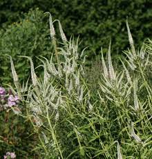 In early summer the tips of the stems begin producing flower buds composed in long spikes, botanically more correctly classified as terminal racemes, opening in into small flowers in early july. Www Stauden Spatzundfrank De Veronicastrum Virginicum Diana Kandelaber Ehrenpreis