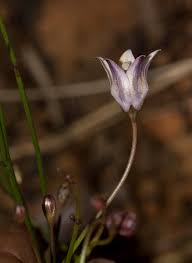 Image result for Wahlenbergia virgata