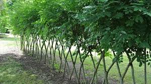 Er ist mitglied der ard und hat die rechtsform einer. Junge Baume Wurden So Gepflanzt Dass Sie Wie Ein Jagerzaun Wachsen Die Krone Mdr Garten Garten Pflanzen