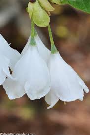 Image result for Halesia