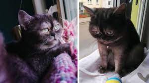 Streunende katze findet neues zuhause. Murrisch Aussehende Katze Bean Wird Nach Einem Jahr Im Tierheim Adoptiert Video Stern De