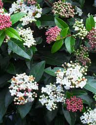 We did not find results for: Exotic Hedges Screening Plants Plus Cumberland Forest