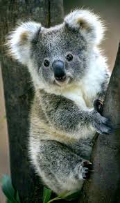 Koala Bear Australian Bear Koala Bears Koala Bear Australian Bear Koala Australian In 2020 Cute Animals Animals Beautiful Koala Bear