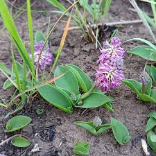 Image result for Gladiolus crassifolius