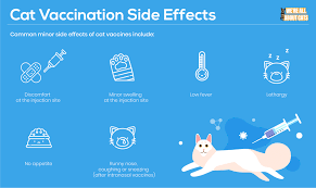We did not find results for: Cat Vaccinations What You Need To Know All About Cats