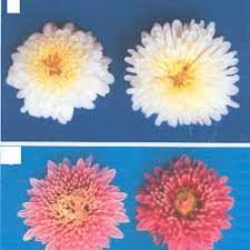 Above on google maps you will find all the places for request cvs near me target. Original And Mutant Flowers Of Chrysanthemum Cvs Flirt Puj A Maghi Download Scientific Diagram