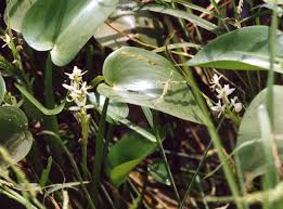 Image result for Heteranthera callifolia