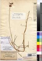 Image result for Pycreus mundtii