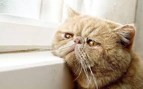 Kedi Sahiplerinin Bilmesi Gereken Kedilerde Gorulen 16 Yaygin Hastalik Listelist Com