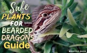 Feeding your bearded dragon is not very difficult once a routine is established. Expert Safe Plants For Bearded Dragons Guide Habitat Diet