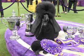 Here you will find mutiple links to access the westminster kennel club dog show live at different qualities. Dme6fq6wq7n4dm
