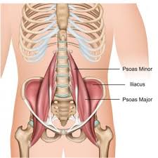 The sections below will cover these elements in more detail. Back Muscle Anatomy Free Vector Eps Cdr Ai Svg Vector Illustration Graphic Art