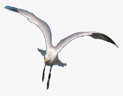 Seagull Clipart Animated Gif Flying Seagull Transparent Gifs Hd Png Download Transparent Png Image Pngitem Pikbest has 125 flying seagulls design images templates for free.