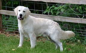 Are american golden retrievers genetically different from english ones? English Cream Golden Retriever Puppies Nebraska
