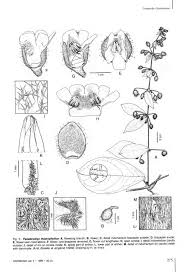 Image result for Pseudocalyx saccatus