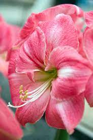 21 Stunning Amaryllis Varieties To Plant Right Now In 2020 Amaryllis Flowers Plants Amaryllis