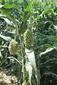 Image result for Panicum margaritiferum