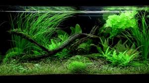 Pengenalan substrate dan pupuk aquascape. Layout 61 180l By Tropica Youtube
