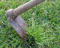 Staying off the grass will give it a better opportunity to grow, especially in winter. Winter Grass Poa Annua Lawn Solutions Australia