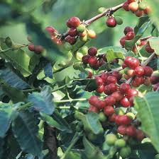 Image result for Coffea