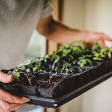 Do you want to know how to start an indoor garden? Starting A Vegetable Garden Indoors