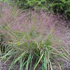Image result for Eragrostis volkensii
