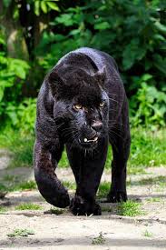Image result for Panther Black 2002 Puma