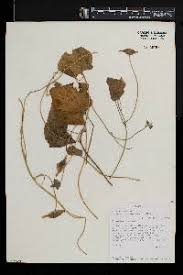 Image result for Ipomoea involucrata