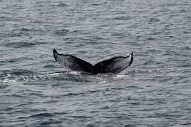 Humpback whale flukes can be up to 18 feet wide—they are serrated along the trailing edge, and pointed at the tips. Humpback Whale Fun In The Sun Aquarium Blog Aquarium Of The Pacific