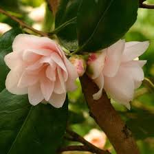Camellia Spring Mist Spring Mist Camellia Winter Blooming Camellias Spring Blooming Camellias Fragrant Camellias Early To Mid Camellia Plants Flowers