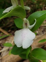 Image result for Brachycorythis pleistophylla