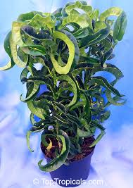 Image result for Codiaeum