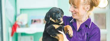 A phenomenal vet is the key to a happy, healthy life for your dog. Finding A Local Vet Vets Near Me My Family Vets