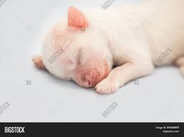 White Newborn Puppy Image Photo Free Trial Bigstock