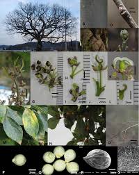 Image result for Celtis sinensis